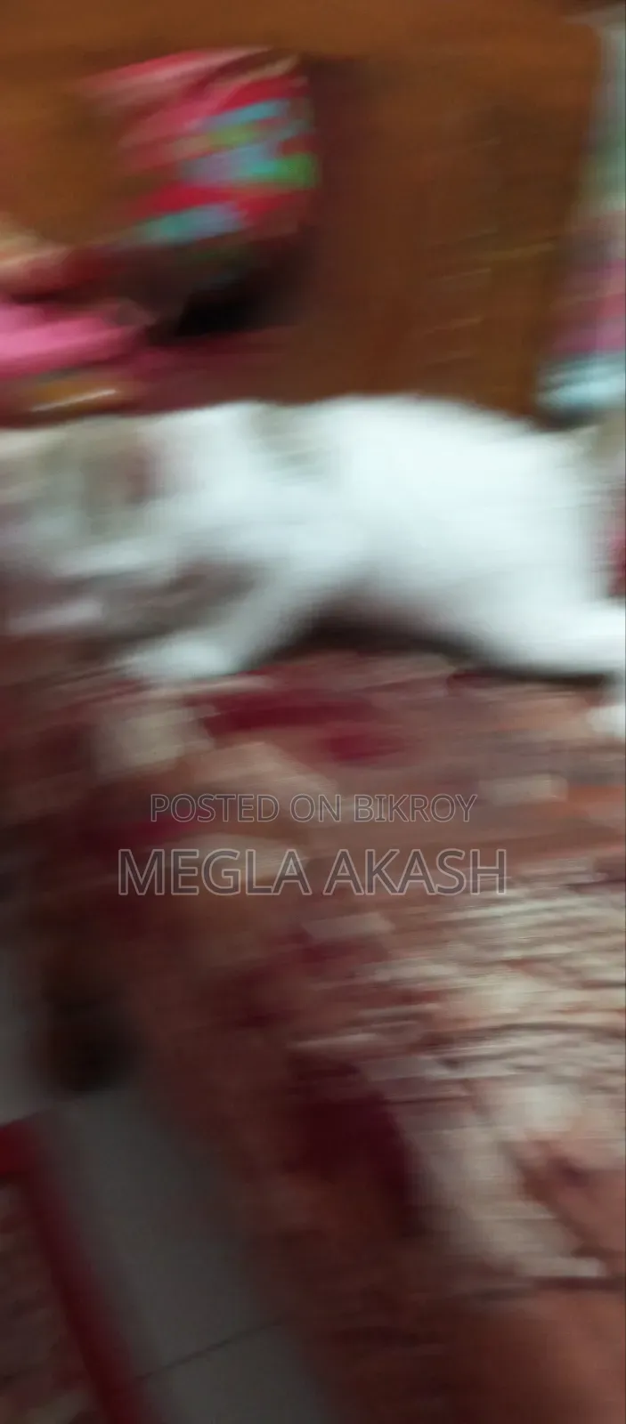 0-1 month Female Purebred Bengal