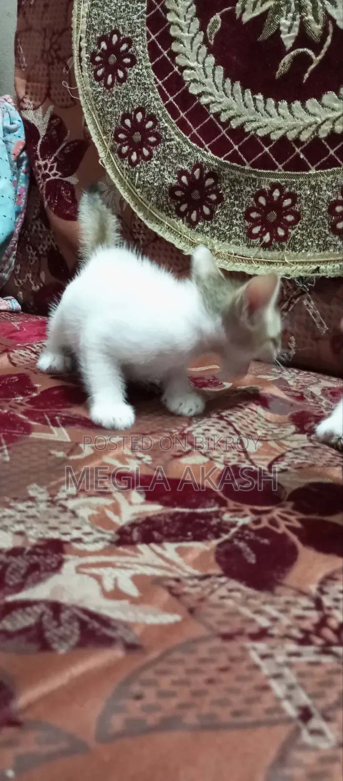 0-1 month Female Purebred Bengal