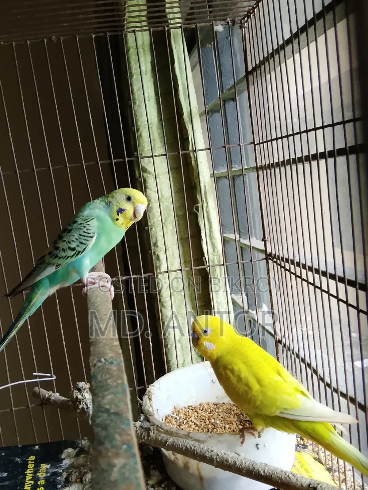 Budgerigar Bird
