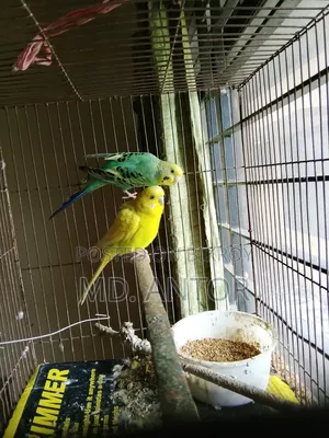 Budgerigar Bird