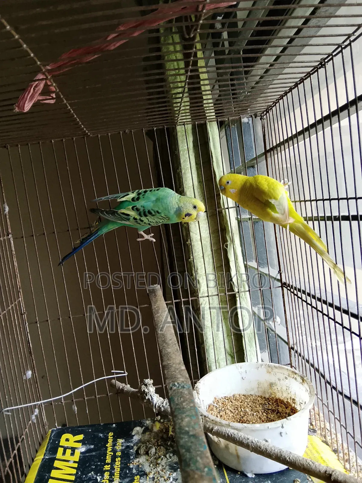 Budgerigar Bird