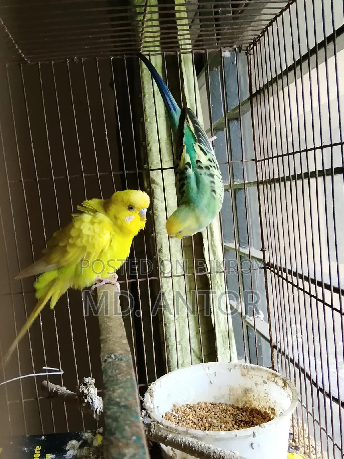 Budgerigar Bird