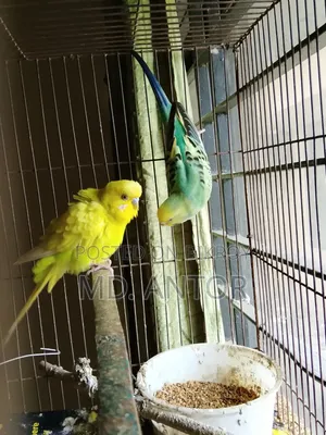 Budgerigar Bird