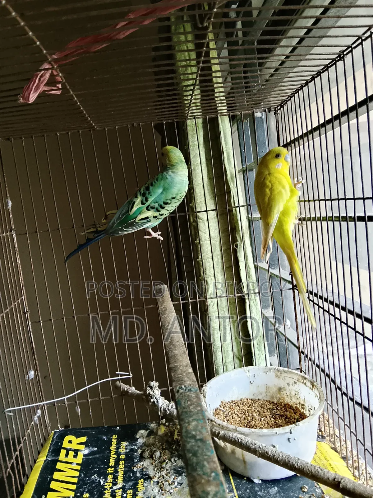 Budgerigar Bird