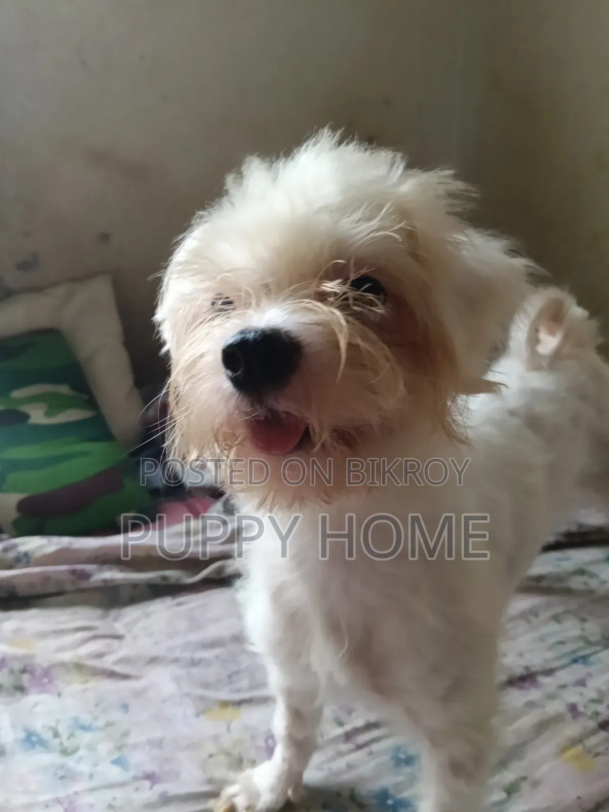 1+ year Female Purebred Lhasa Apso
