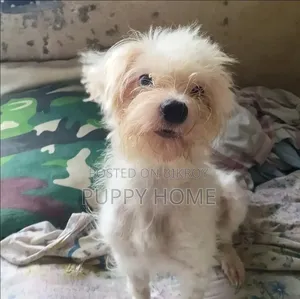 1+ year Female Purebred Lhasa Apso