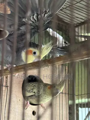 Cockatiel Bird
