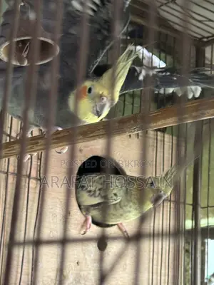 Cockatiel Bird