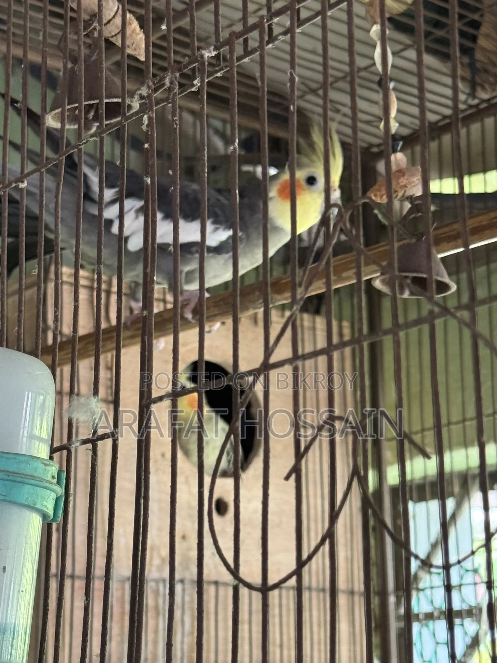 Cockatiel Bird