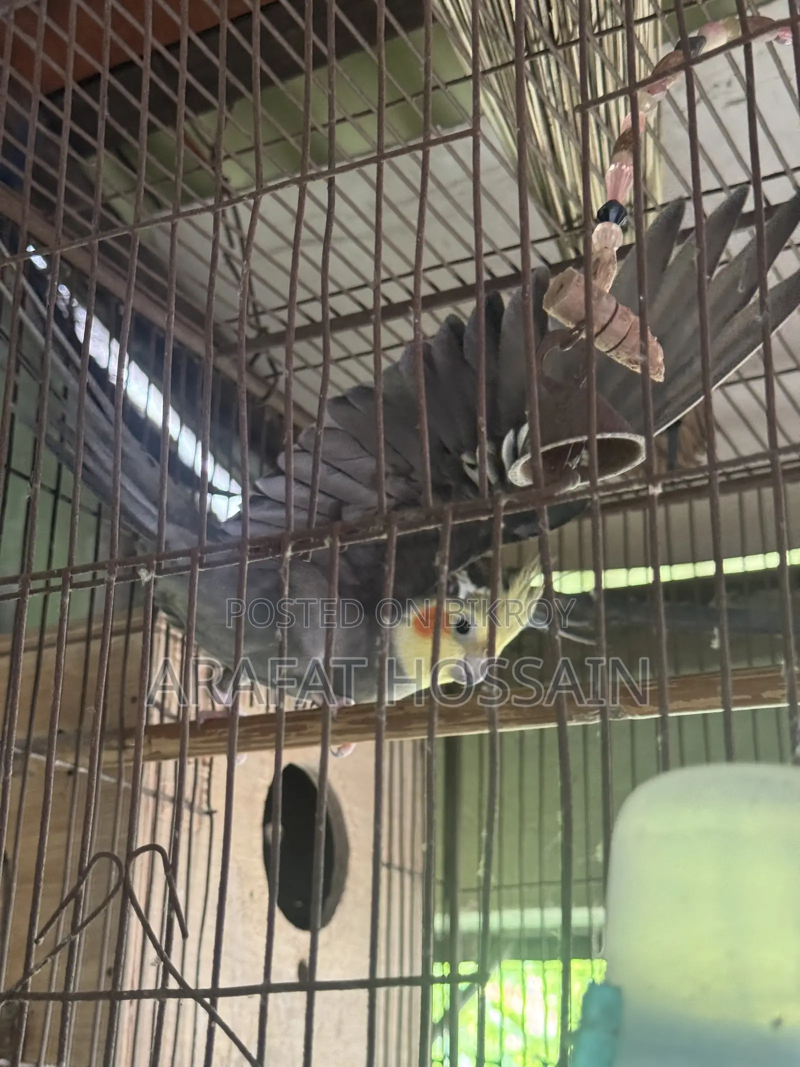 Cockatiel Bird