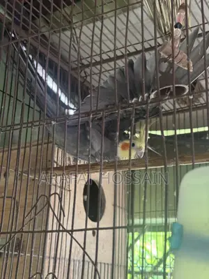Cockatiel Bird