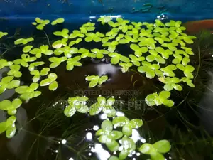অ্যাকোয়ারিয়ামের জন্য ১ পট জায়ান্ট ডাকউইড (স্পিরোডেলা)