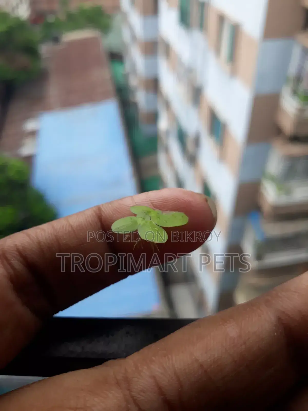 অ্যাকোয়ারিয়ামের জন্য ১ পট জায়ান্ট ডাকউইড (স্পিরোডেলা)