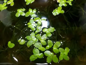 অ্যাকোয়ারিয়ামের জন্য ১ পট জায়ান্ট ডাকউইড (স্পিরোডেলা)