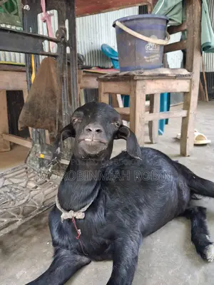 Fresh, healthy Beetle breed goat for sale |