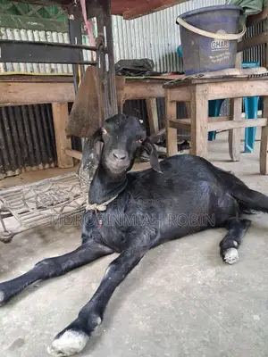 Fresh, healthy Beetle breed goat for sale |