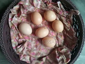 Brahma Chicken Fertilized Eggs