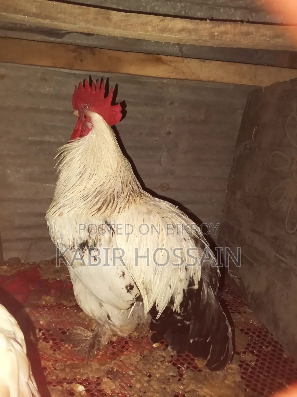 Brahma Chicken Fertilized Eggs