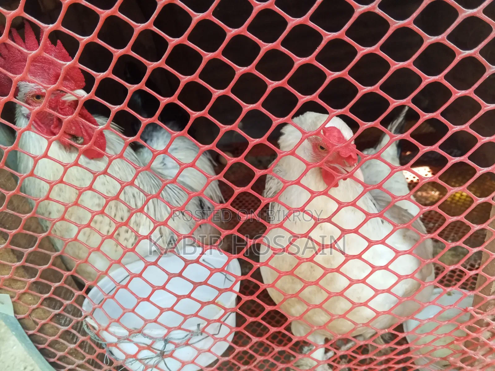 Brahma Chicken Fertilized Eggs