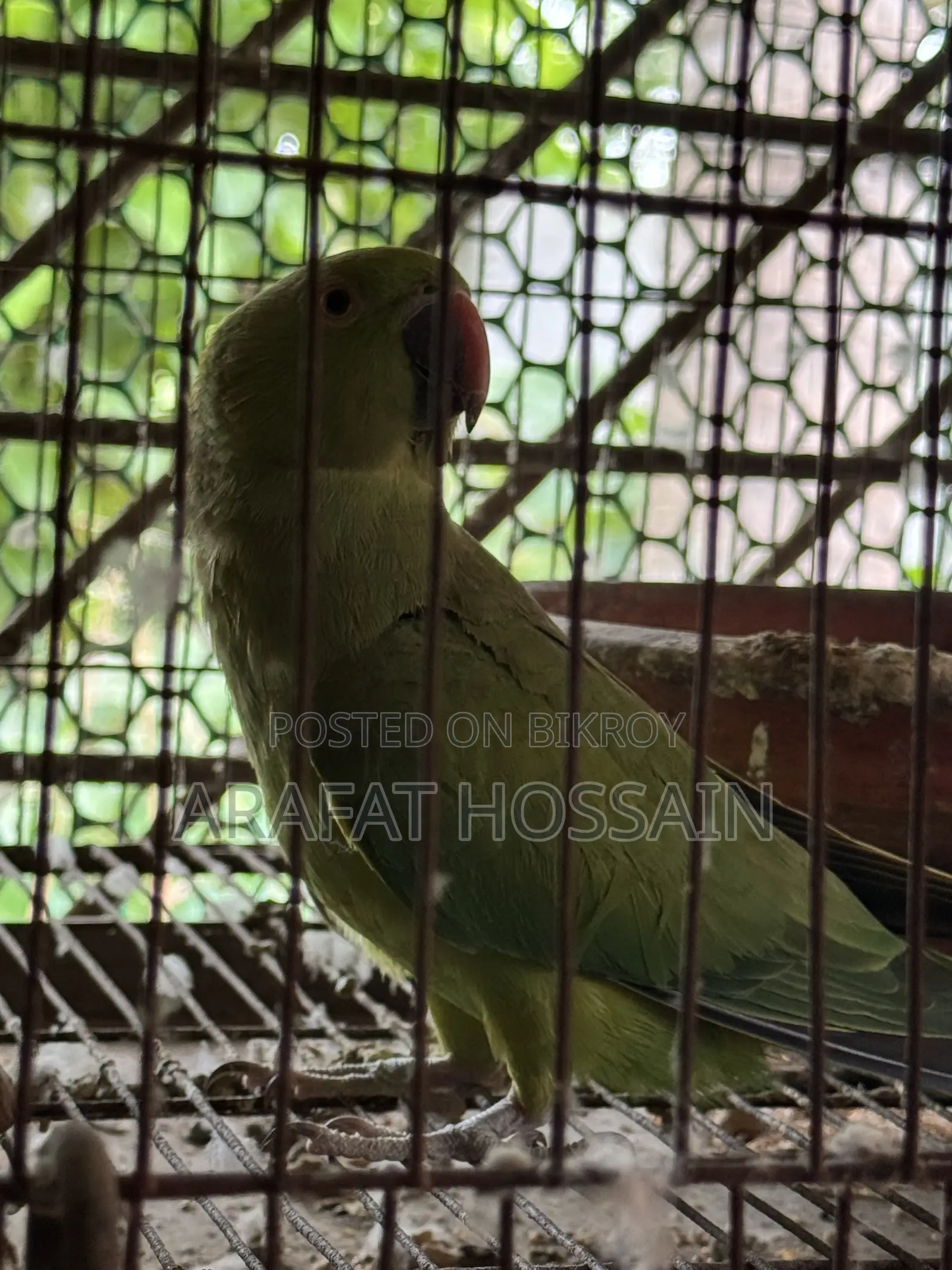Ring Neck Parrot