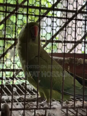 Ring Neck Parrot