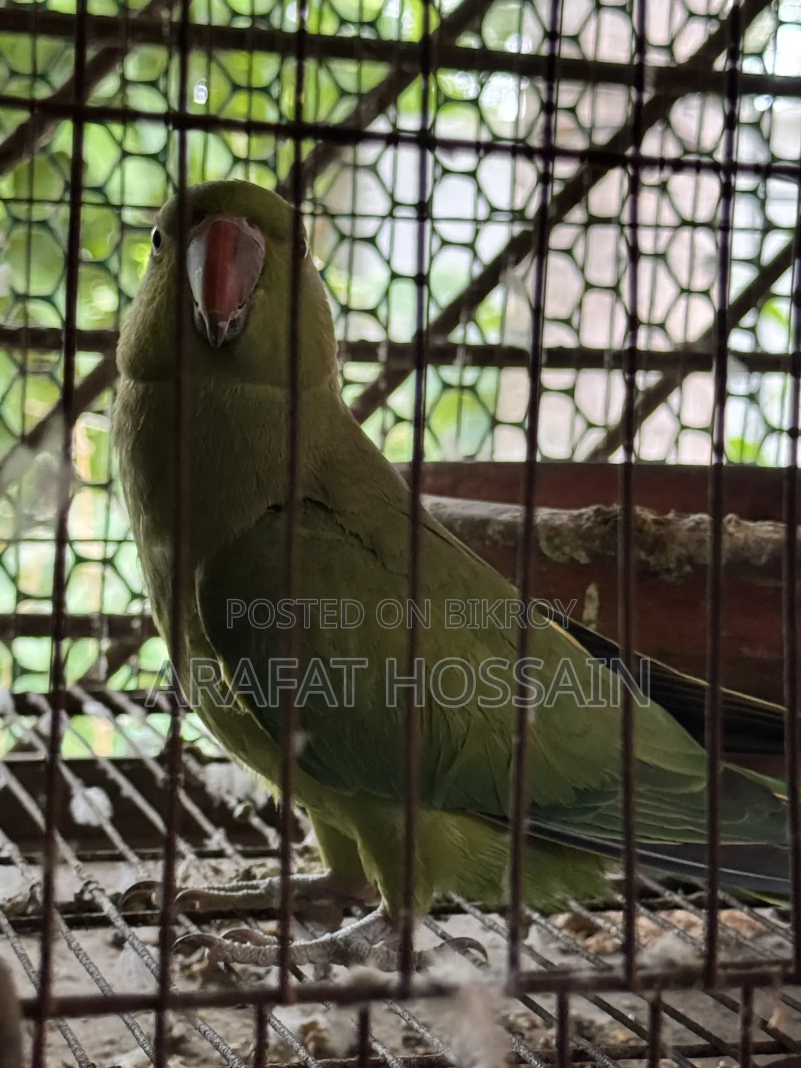 Ring Neck Parrot