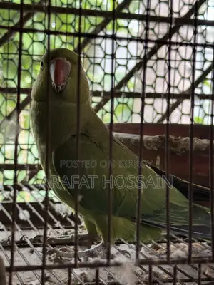 Ring Neck Parrot