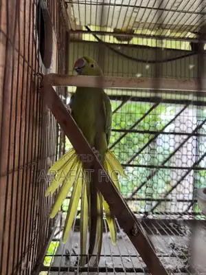 Ring Neck Parrot