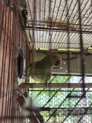 Ring Neck Parrot