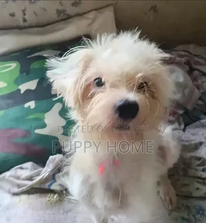 1+ year Female Purebred Lhasa Apso