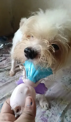 1+ year Female Purebred Lhasa Apso