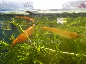 One Pair | Sakura Orange High Grade Cherry Shrimp.