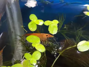 One Pair | Sakura Orange High Grade Cherry Shrimp.