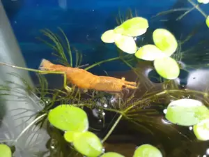 One Pair | Sakura Orange High Grade Cherry Shrimp.
