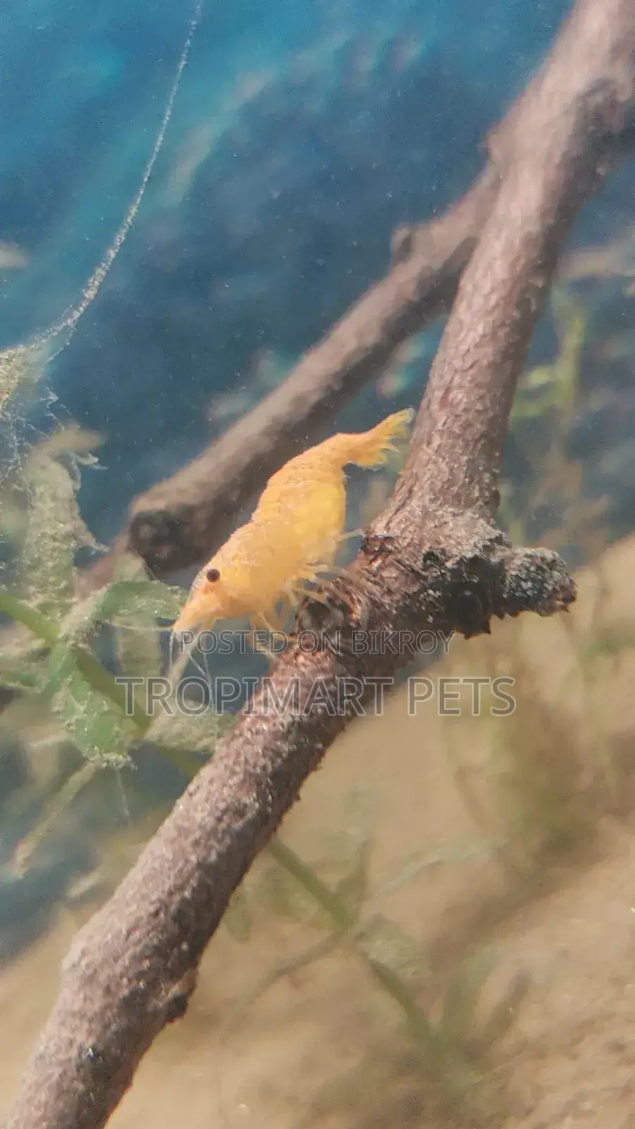 One Pair | Sakura Orange High Grade Cherry Shrimp.