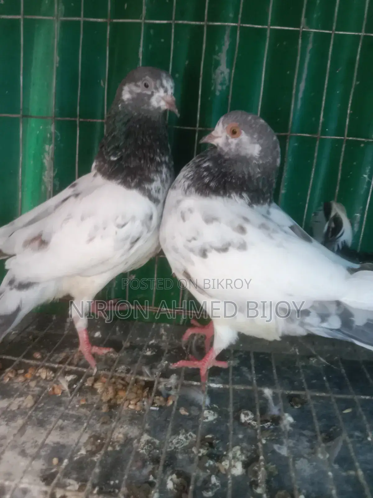 Selling a pair of new adult Giribaz pigeons