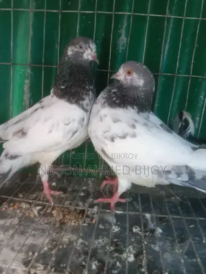Selling a pair of new adult Giribaz pigeons