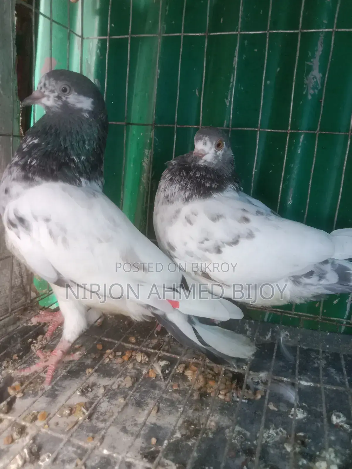Selling a pair of new adult Giribaz pigeons