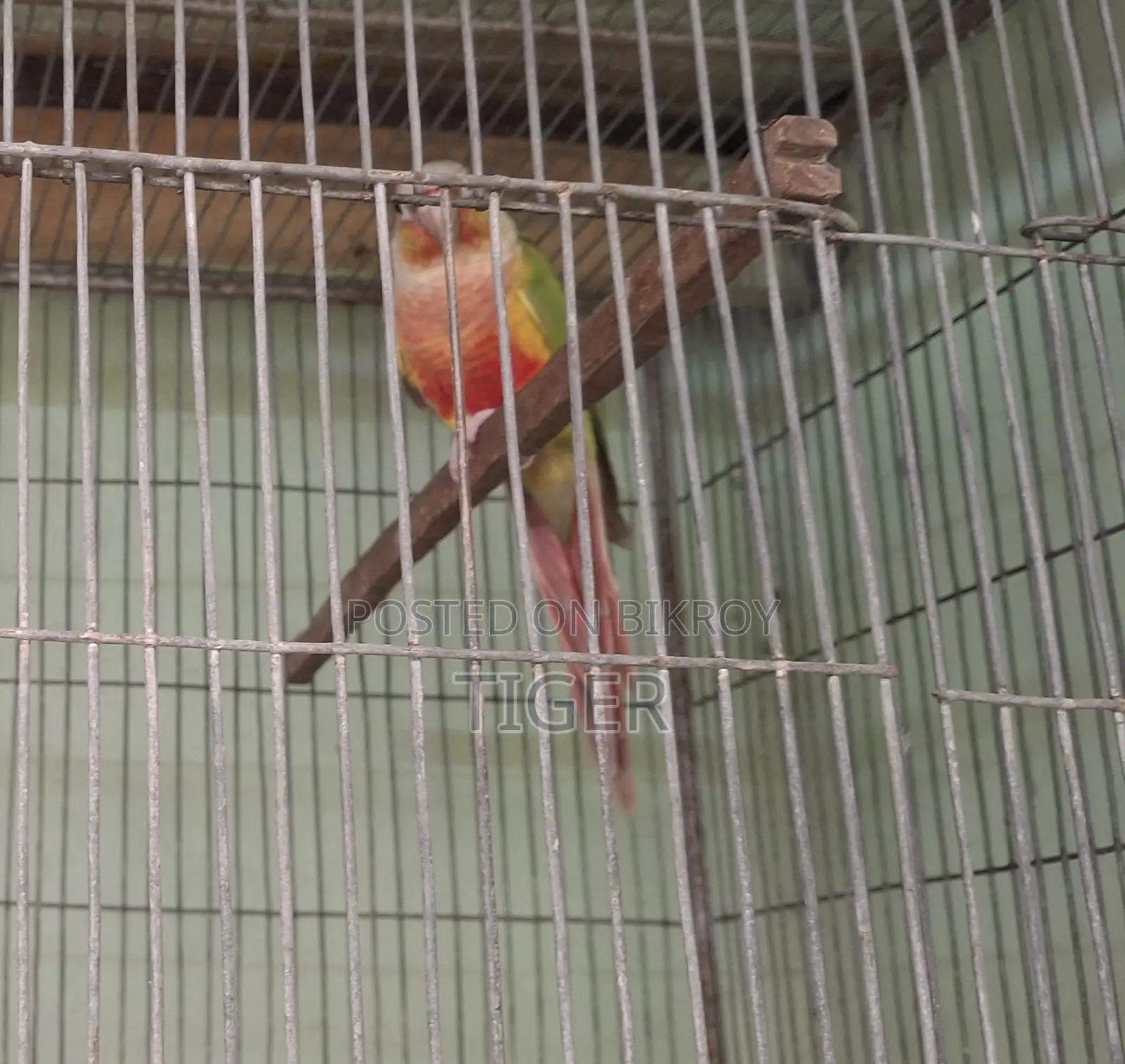 Pineapple Conure