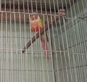 Pineapple Conure