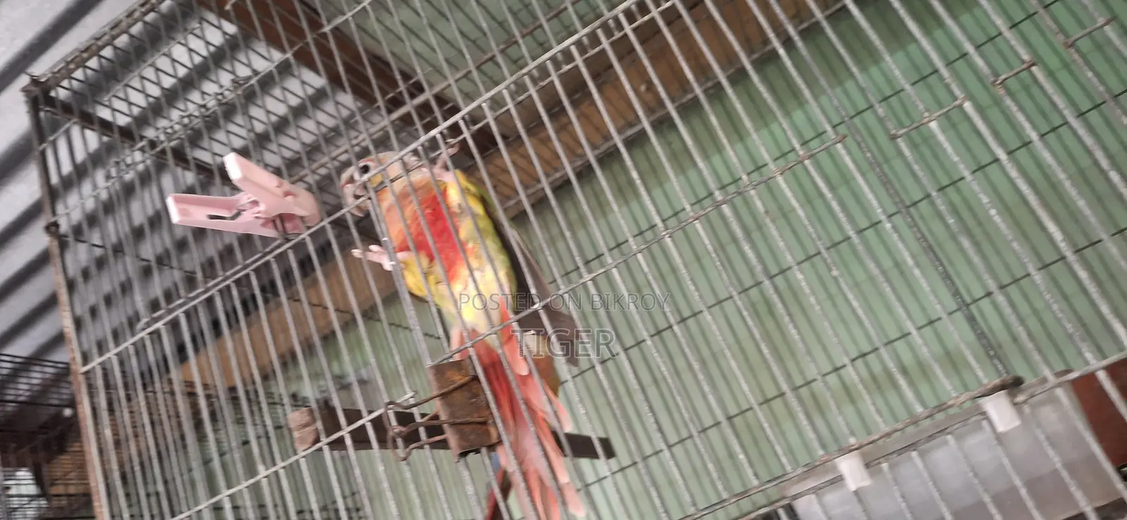 Pineapple Conure