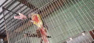 Pineapple Conure