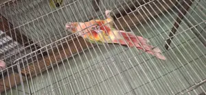 Pineapple Conure