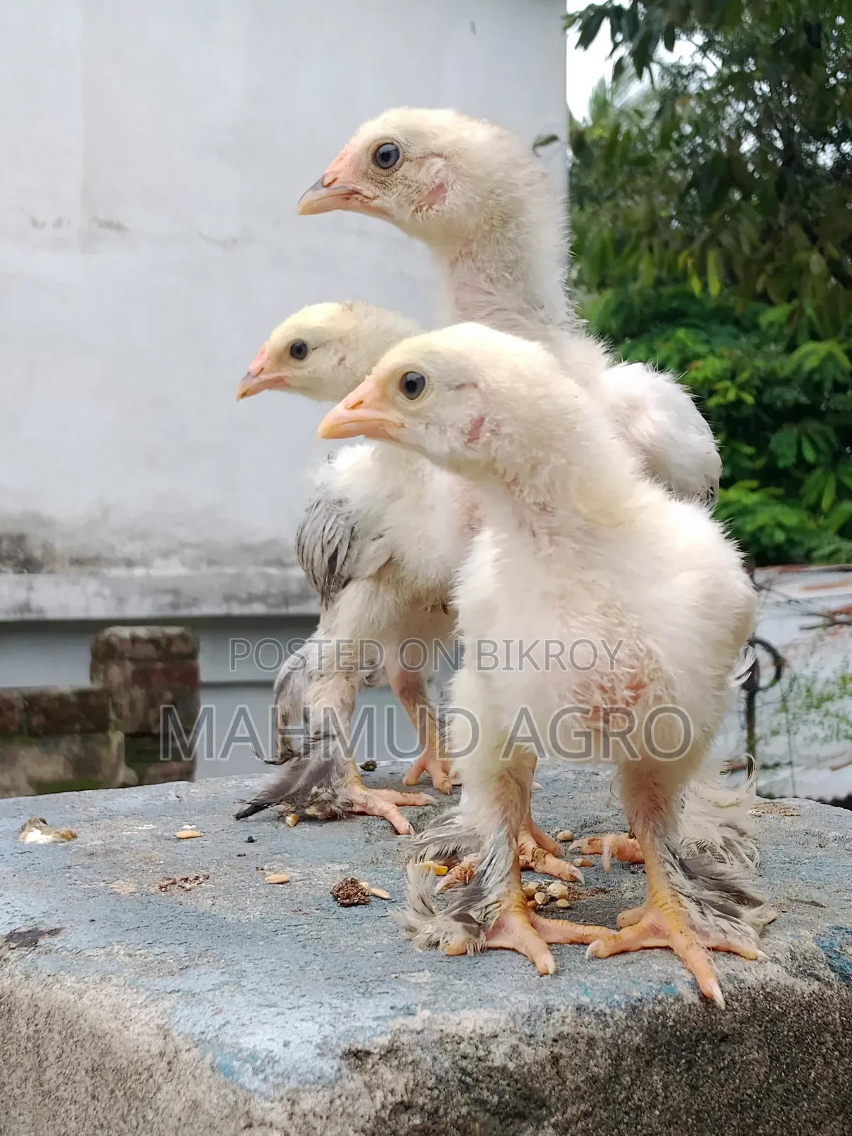 Brahma Chicks