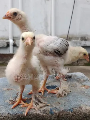 Brahma Chicks