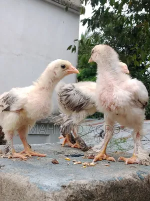 Brahma Chicks