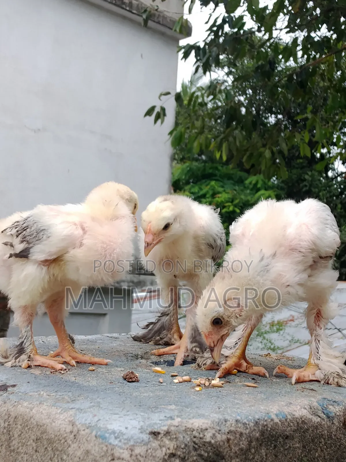 Brahma Chicks