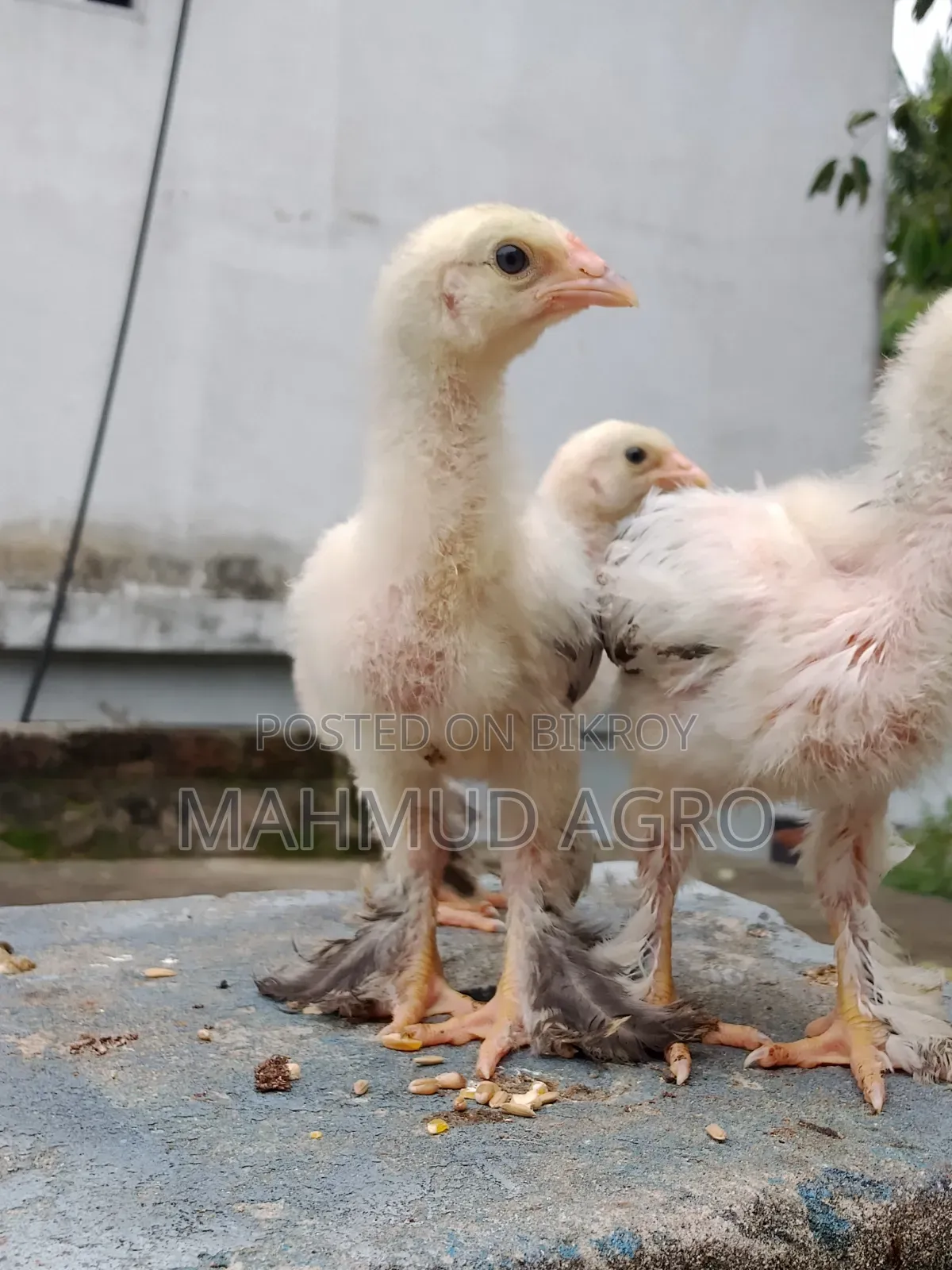 Brahma Chicks