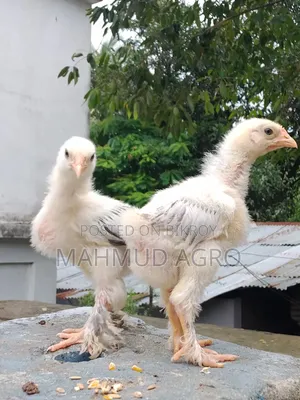 Brahma Chicks
