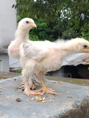 Brahma Chicks